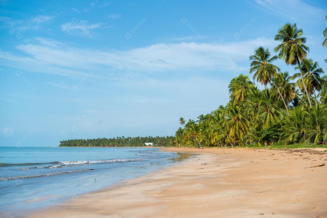 Coqueiros na tranquila e bela praia de Japaratinga, Maragogi, Alagoas, Brasil