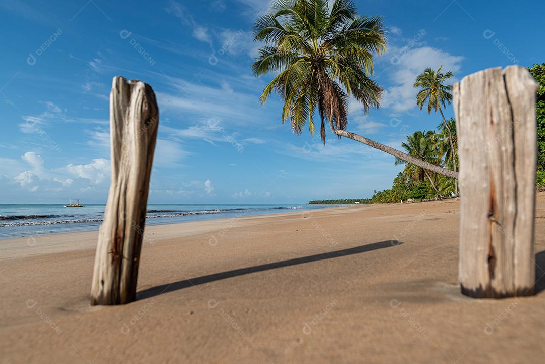 Coqueiros na tranquila e bela praia de Japaratinga, Maragogi, Alagoas, Brasil