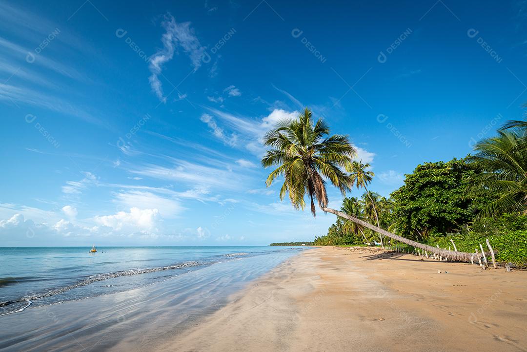 Coqueiros na tranquila e bela praia de Japaratinga, Maragogi, Alagoas, Brasil