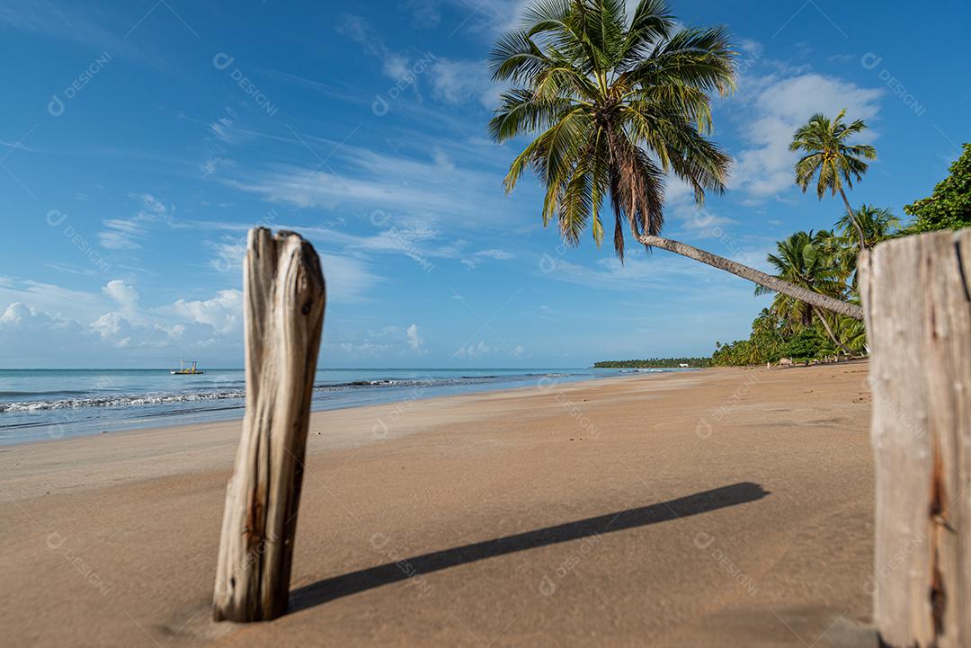 Coqueiros na tranquila e bela praia de Japaratinga, Maragogi, Alagoas, Brasil