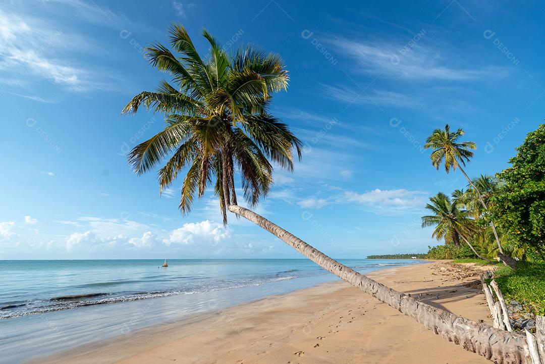 Coqueiros na tranquila e bela praia de Japaratinga, Maragogi, Alagoas, Brasil