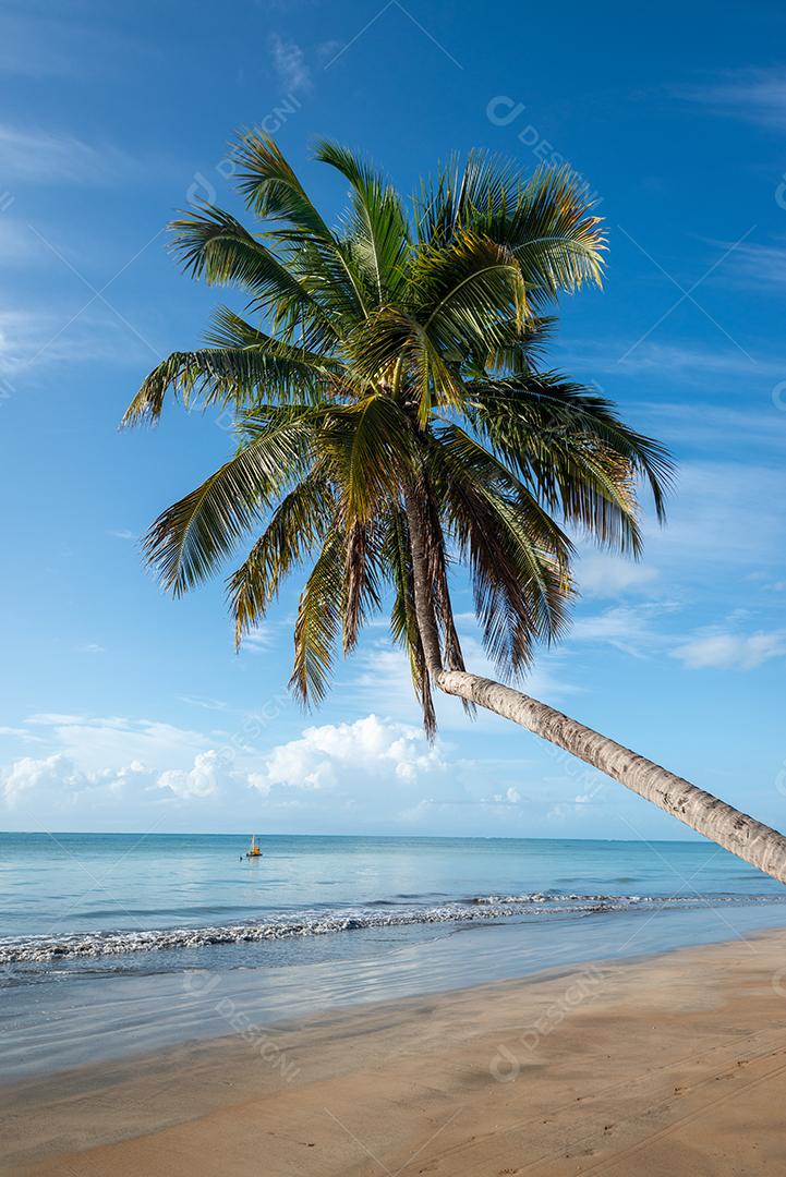 Coqueiros na tranquila e bela praia de Japaratinga, Maragogi, Alagoas, Brasil