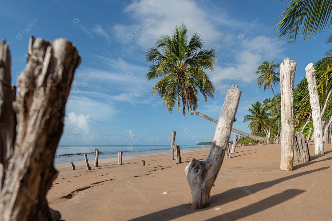 Coqueiros na tranquila e bela praia de Japaratinga, Maragogi, Alagoas, Brasil
