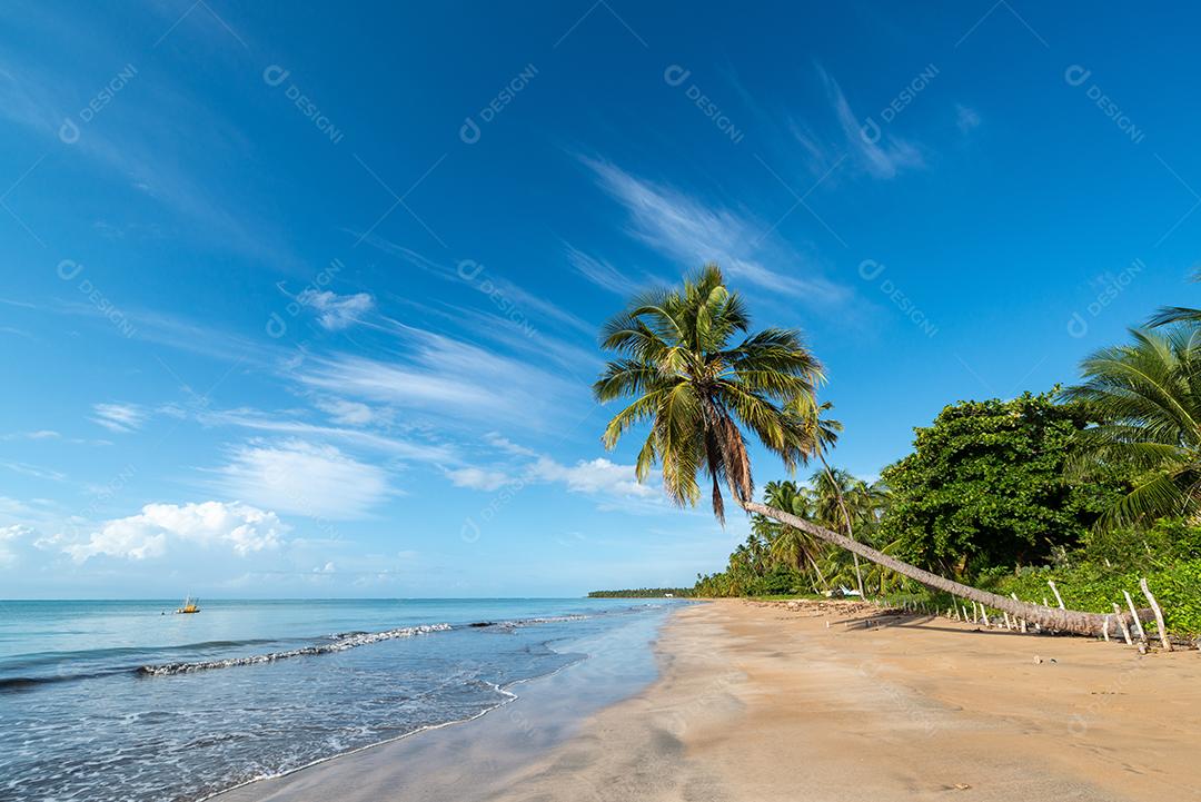 Coqueiros na tranquila e bela praia de Japaratinga, Maragogi, Alagoas, Brasil