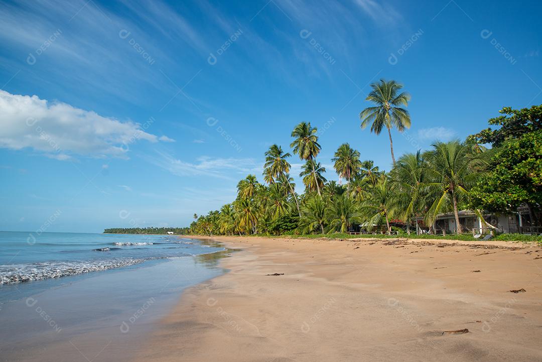 Coqueiros na tranquila e bela praia de Japaratinga, Maragogi, Alagoas, Brasil