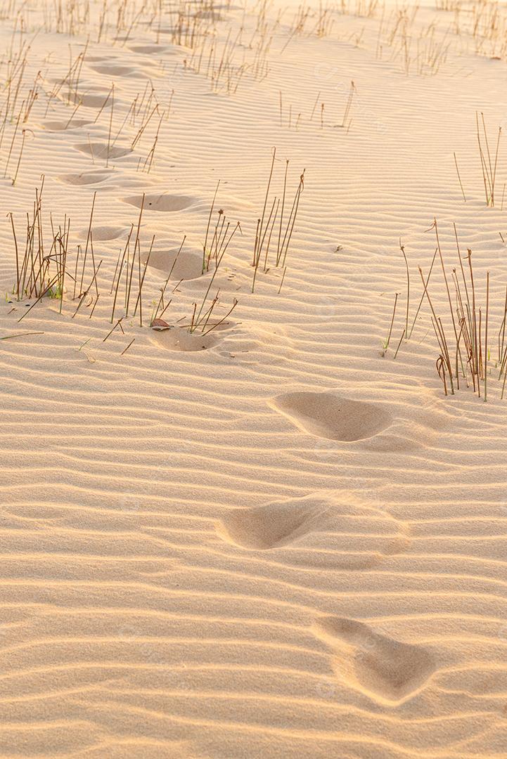 Textura de areia e vegetação natural no final da tarde na praia de Peroba