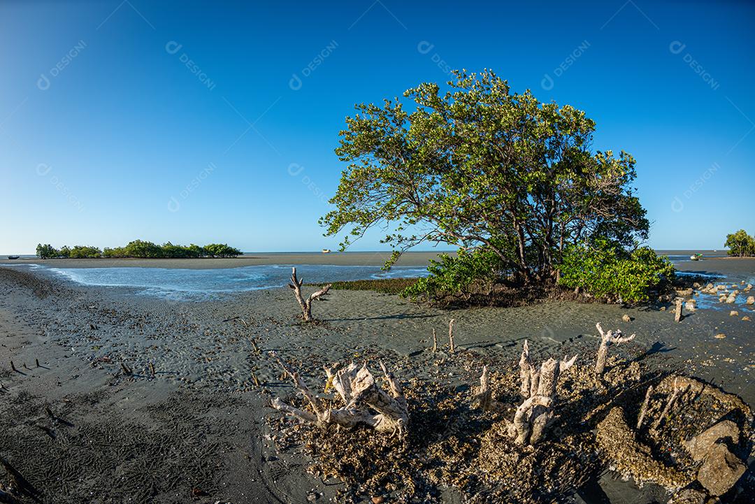 Árvore típica de mangue durante a maré baixa na Praia de Requenguela Também