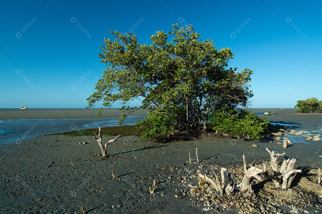 Árvore típica de mangue durante a maré baixa na Praia de Requenguela Também