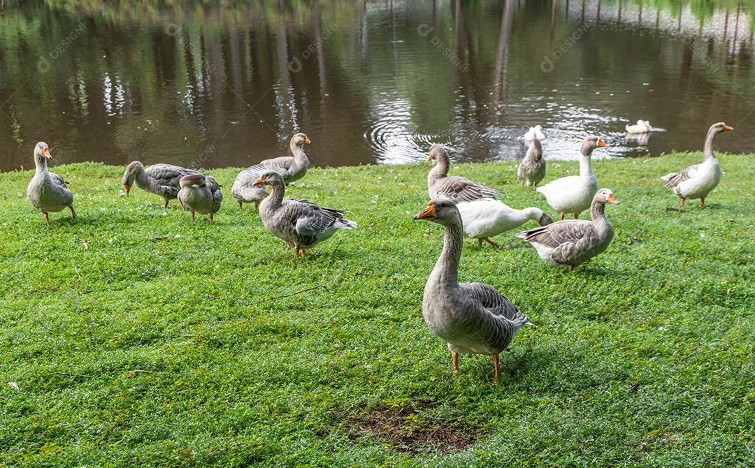 Um bando de gansos ao lado de um lago JPG