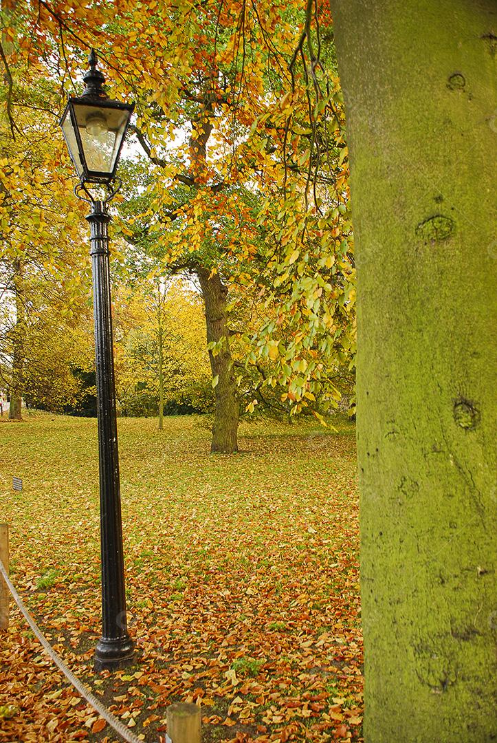 Folhas secas arvores praça porte de luz