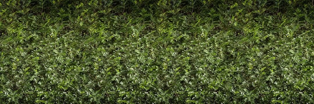 Textura Salgueiro Plantas folhas arvores