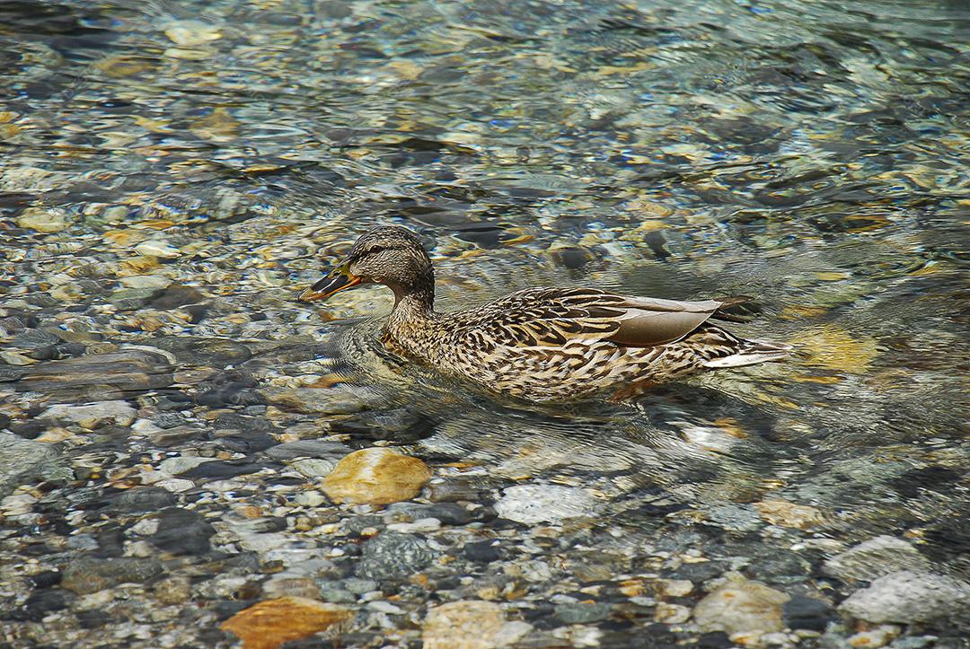 Passaro aves pato nadando sobre um lago