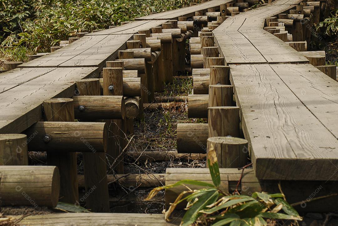 Caminho de madeira sobre a vegetação. Ponte.