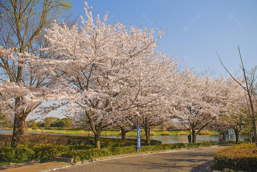 Linda flor de cerejeira em um parque em uma cidade no Japão.