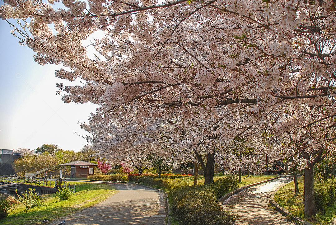 Linda flor de cerejeira em um parque em uma cidade no Japão.