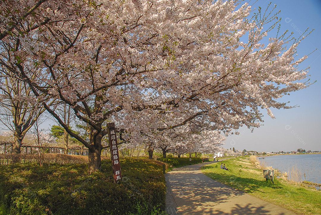 Linda flor de cerejeira em um parque em uma cidade no Japão.