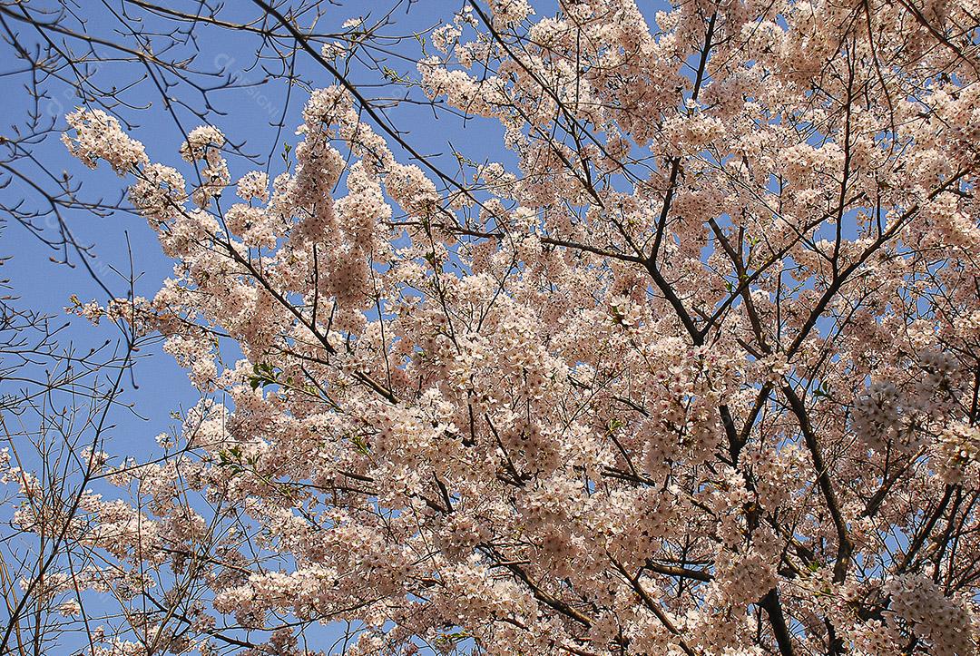 Linda flor de cerejeira em um parque em uma cidade no Japão.