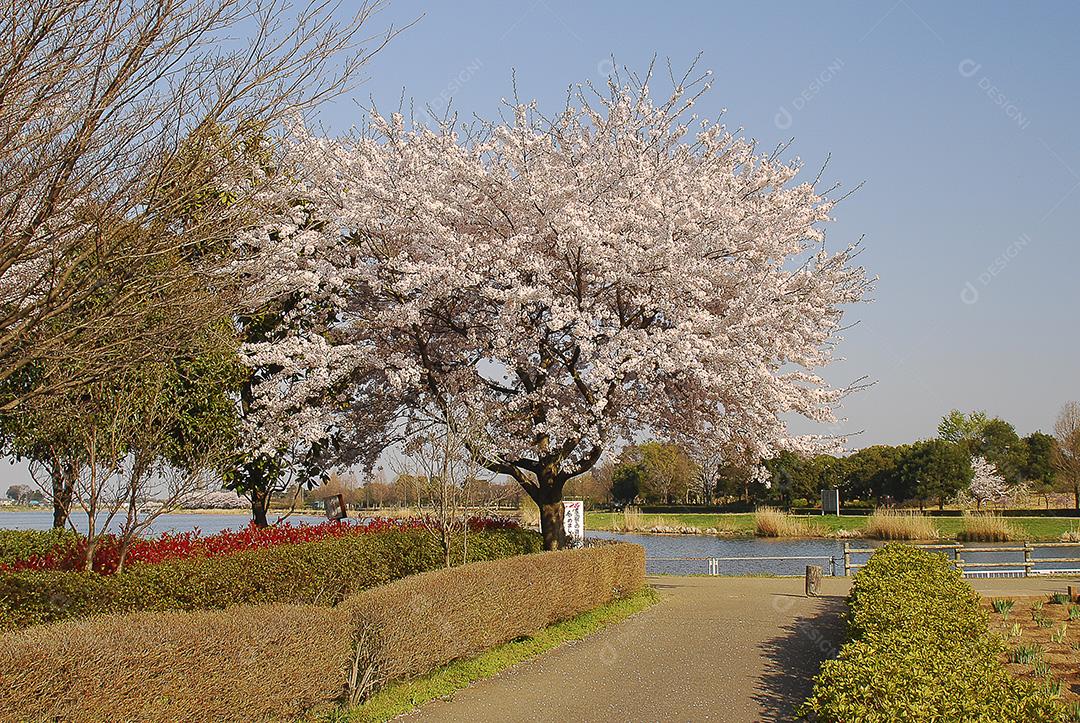 Linda flor de cerejeira em um parque em uma cidade no Japão.