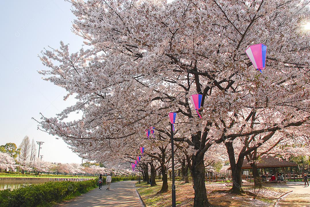 Linda flor de cerejeira em um parque em uma cidade no Japão.