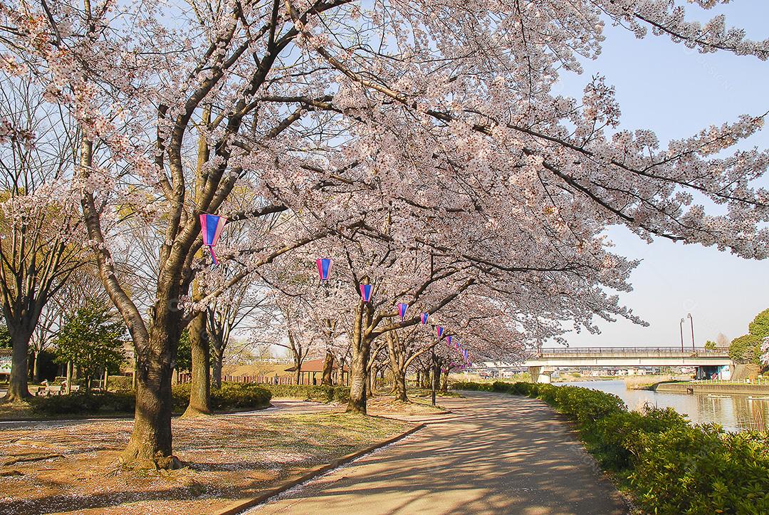 Linda flor de cerejeira em um parque em uma cidade no Japão.