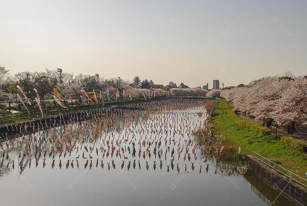 Dia dos meninos no Japão. Flor de cerejeira lago