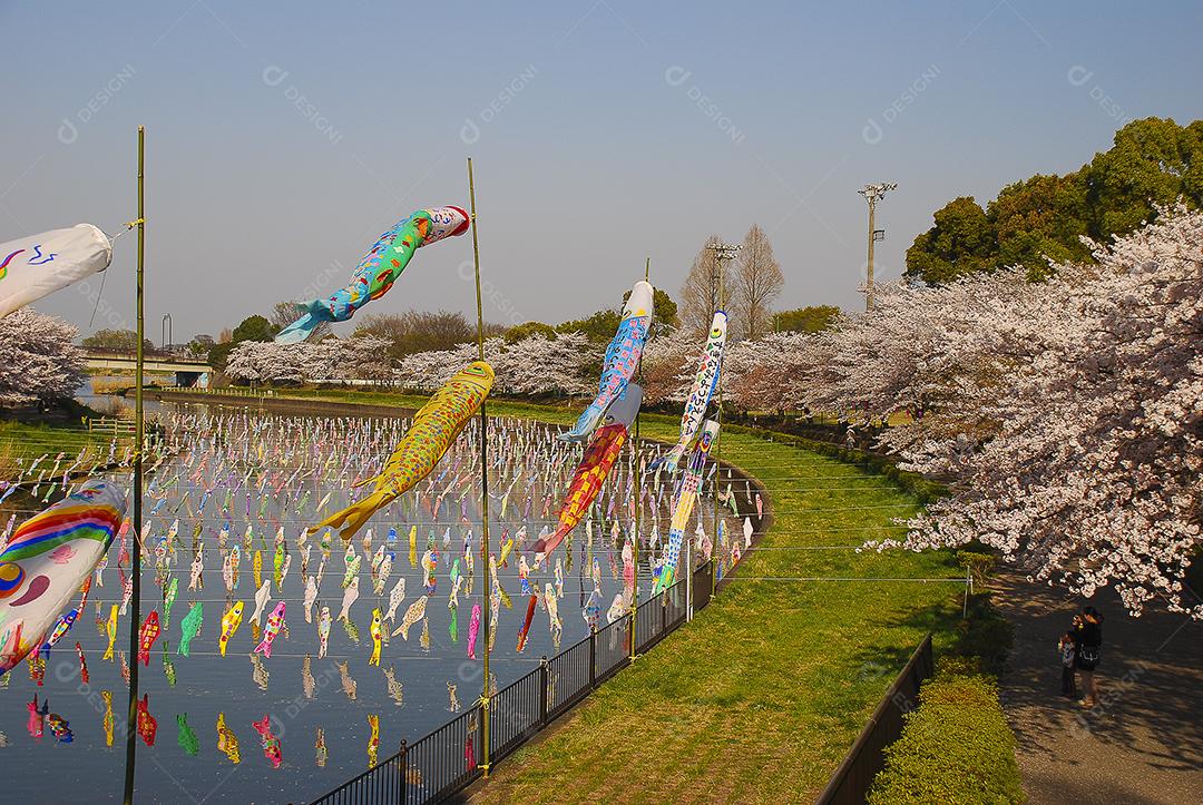 Dia dos meninos no Japão. Flor de cerejeira