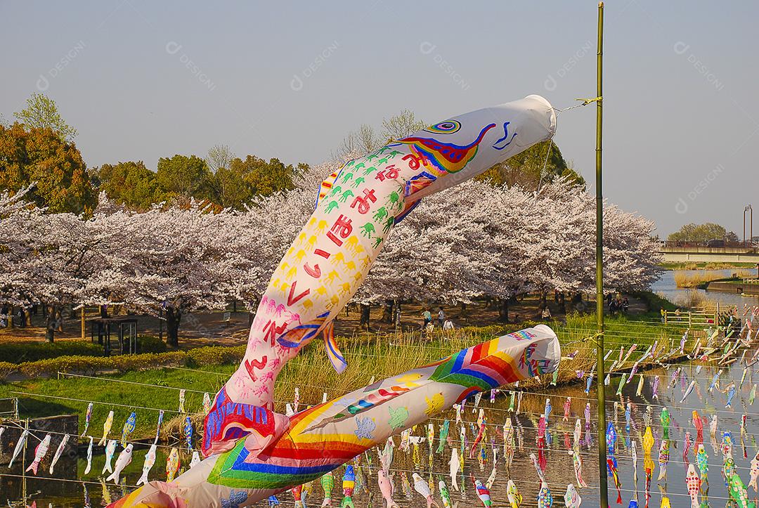 Dia dos meninos no Japão. Flor de cerejeira