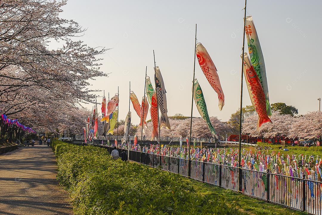Dia dos meninos no Japão. Flor de cerejeira