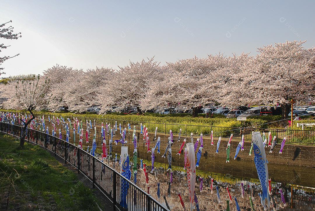 Dia dos meninos no Japão. Flor de cerejeira