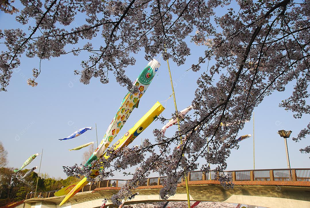 Dia dos meninos no Japão. Flor de cerejeira