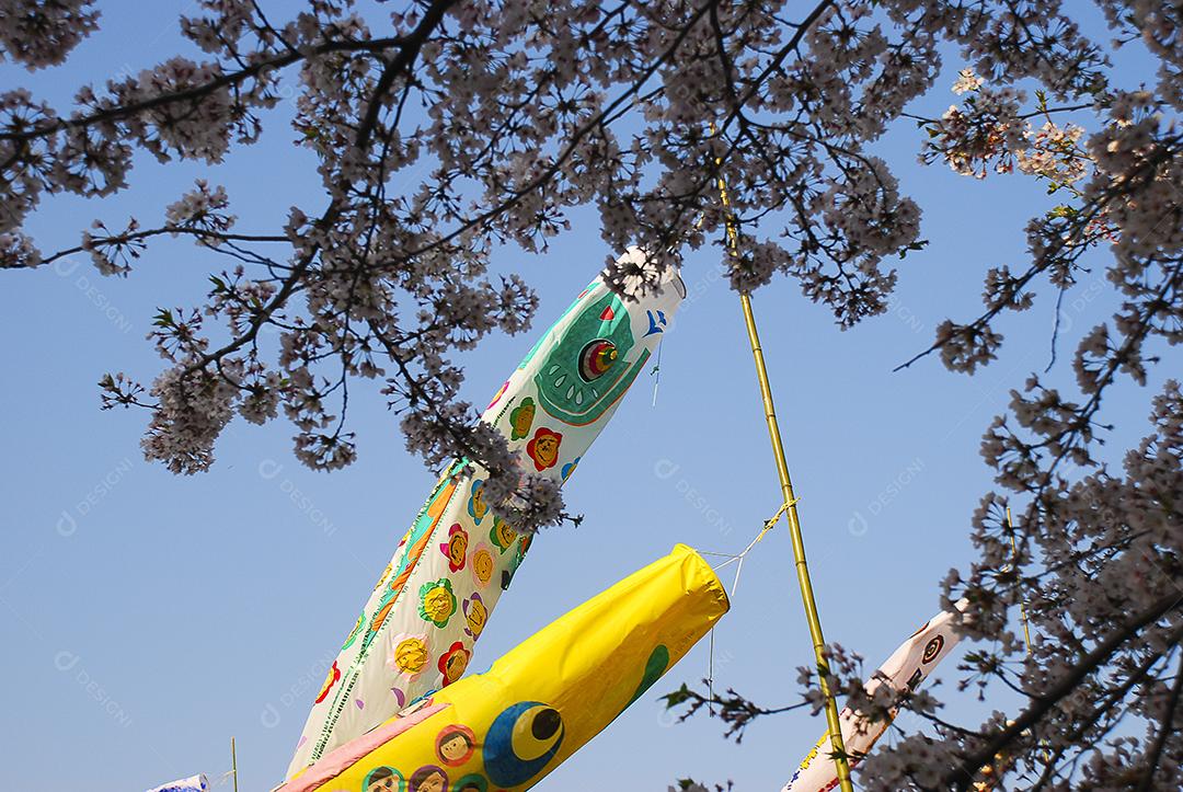 Dia dos meninos no Japão. Flor de cerejeira