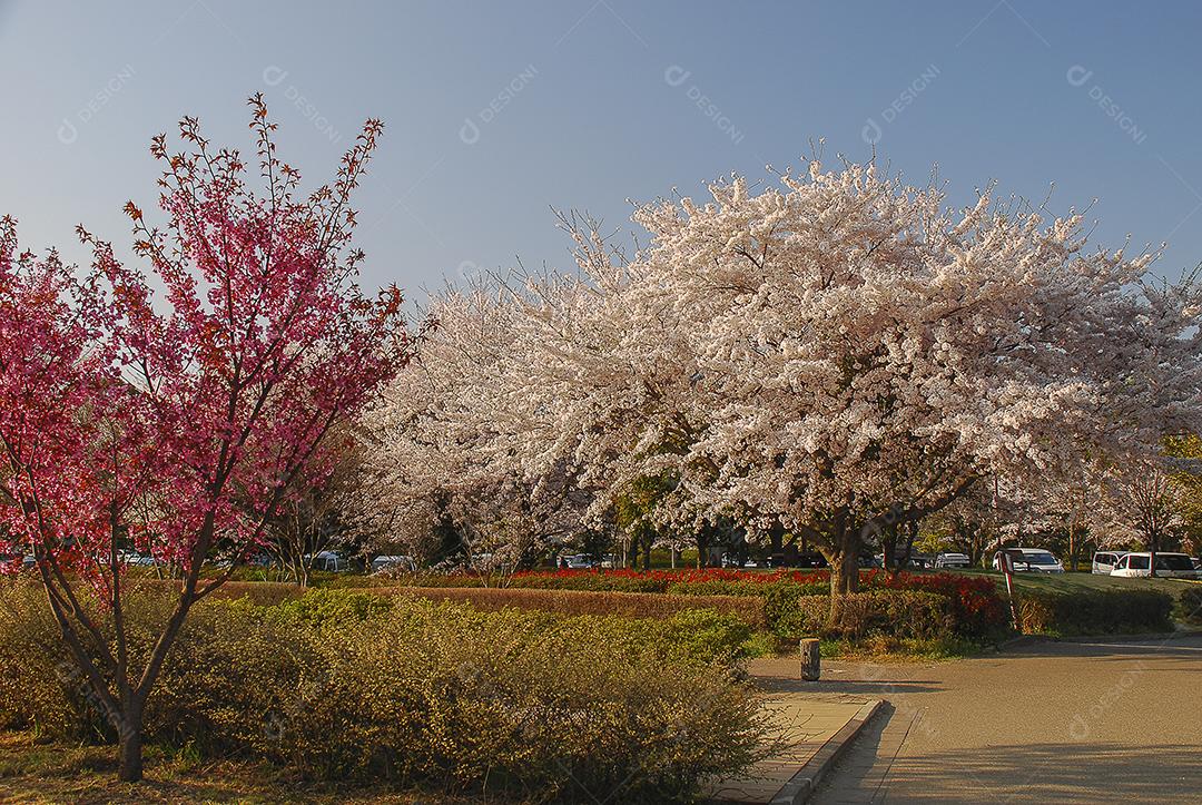 Linda flor de cerejeira em um parque em uma cidade no Japão