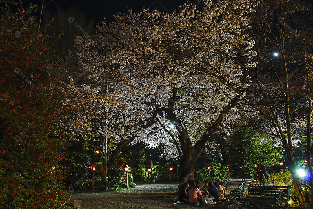 Vista noturna da bela flor de cerejeira no parque da cidade no Japão