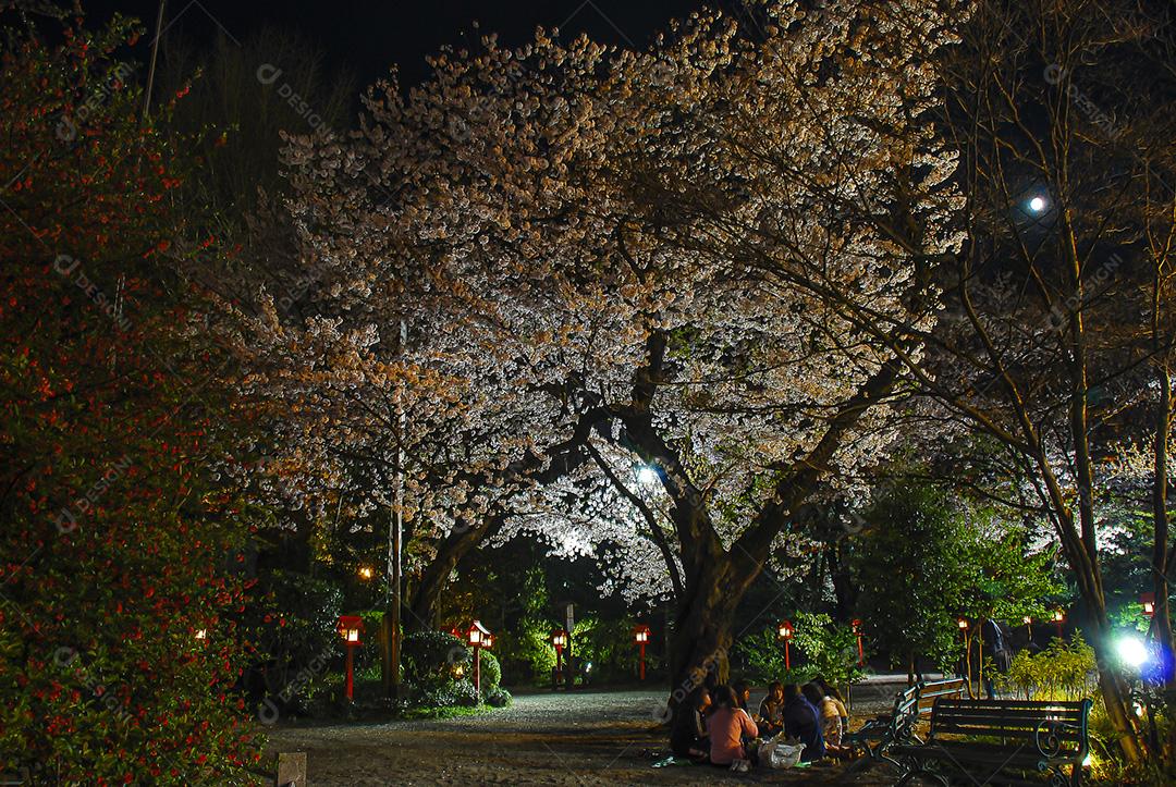 Vista noturna da bela flor de cerejeira no parque da cidade no Japão