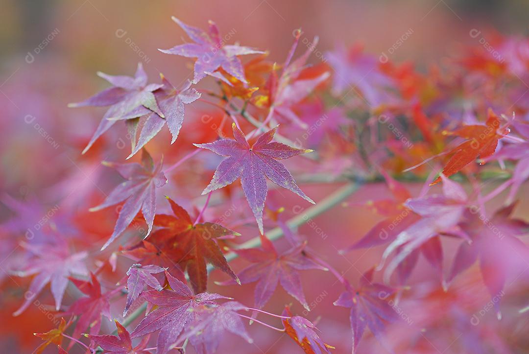 Acer Palmatum - Sonho Laranja