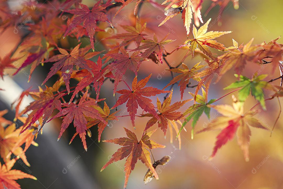 Acer Palmatum - Sonho Laranja