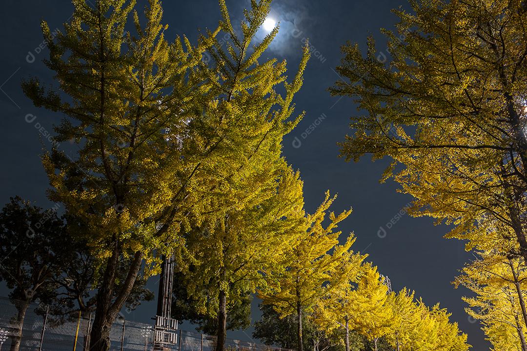 arvores na luz na lua a noite
