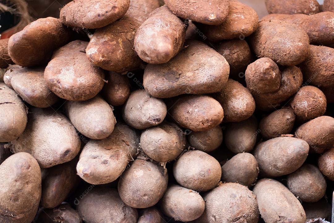 Mandioca orgânica crua (mandioca, mandioca, mandioca, culinária brasileira)