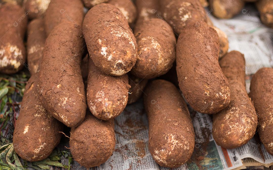 Mandioca orgânica (mandioca, mandioca, mandioca, culinária brasileira) cortada