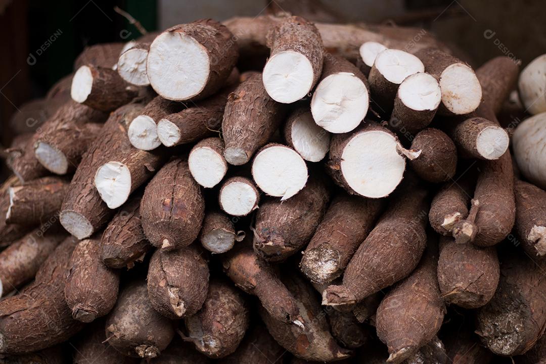 Mandioca orgânica culinária brasileira cortada