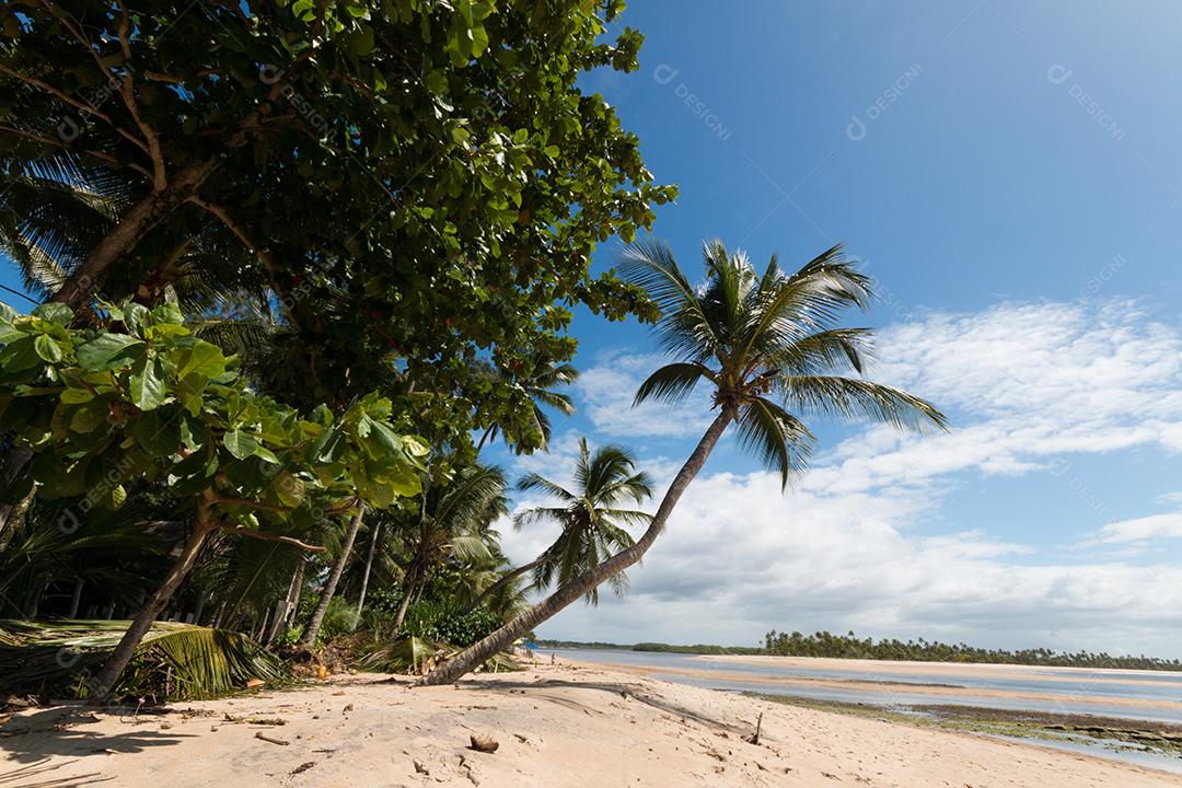 Paisagem tropical com praia de coqueiro na ilha
