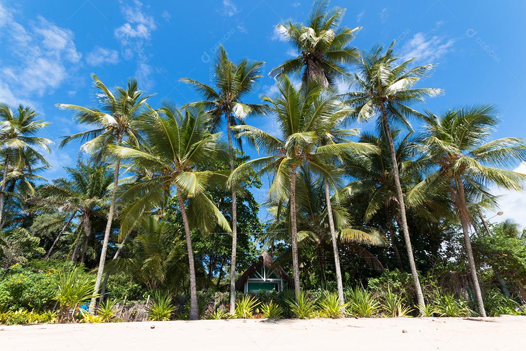 Paisagem tropical com praia de coqueiro na ilha