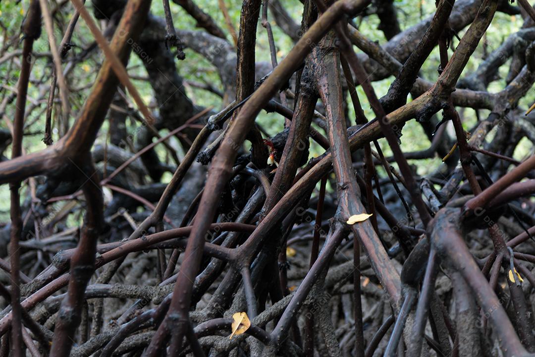 Manguezal tropical natural com raízes