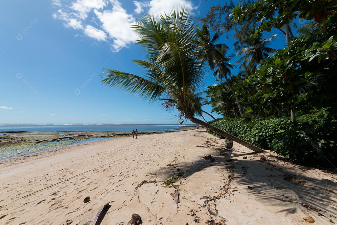 Paisagem com praia de coqueiro na ilha de Boipeba Bahia