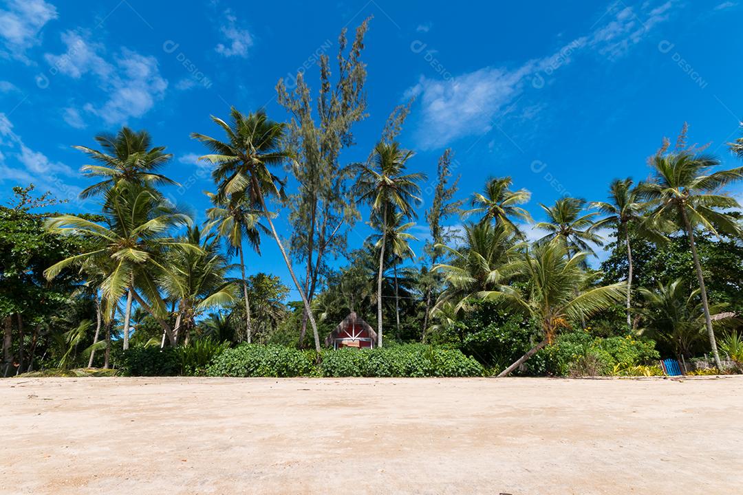 Paisagem tropical com praia de coqueiro na ilha
