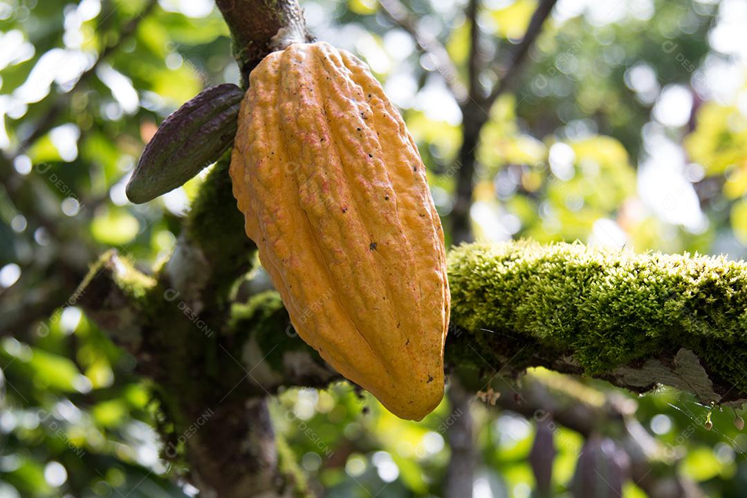 Fazenda com plantio de cacau de frutas