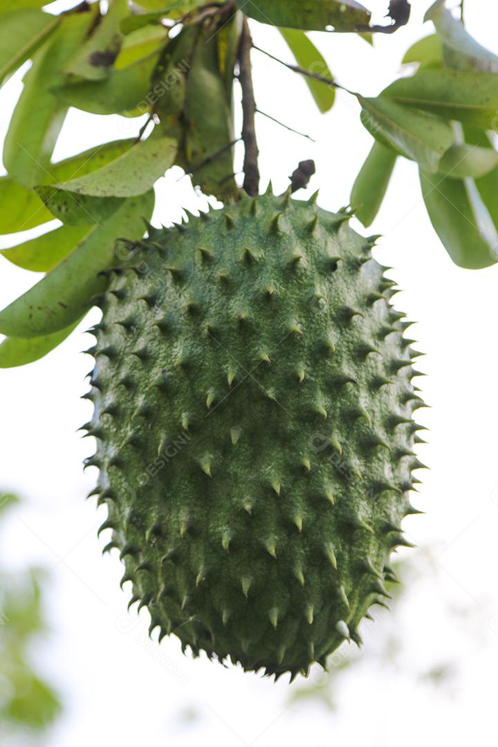 Frutas exóticas de soursop maduras