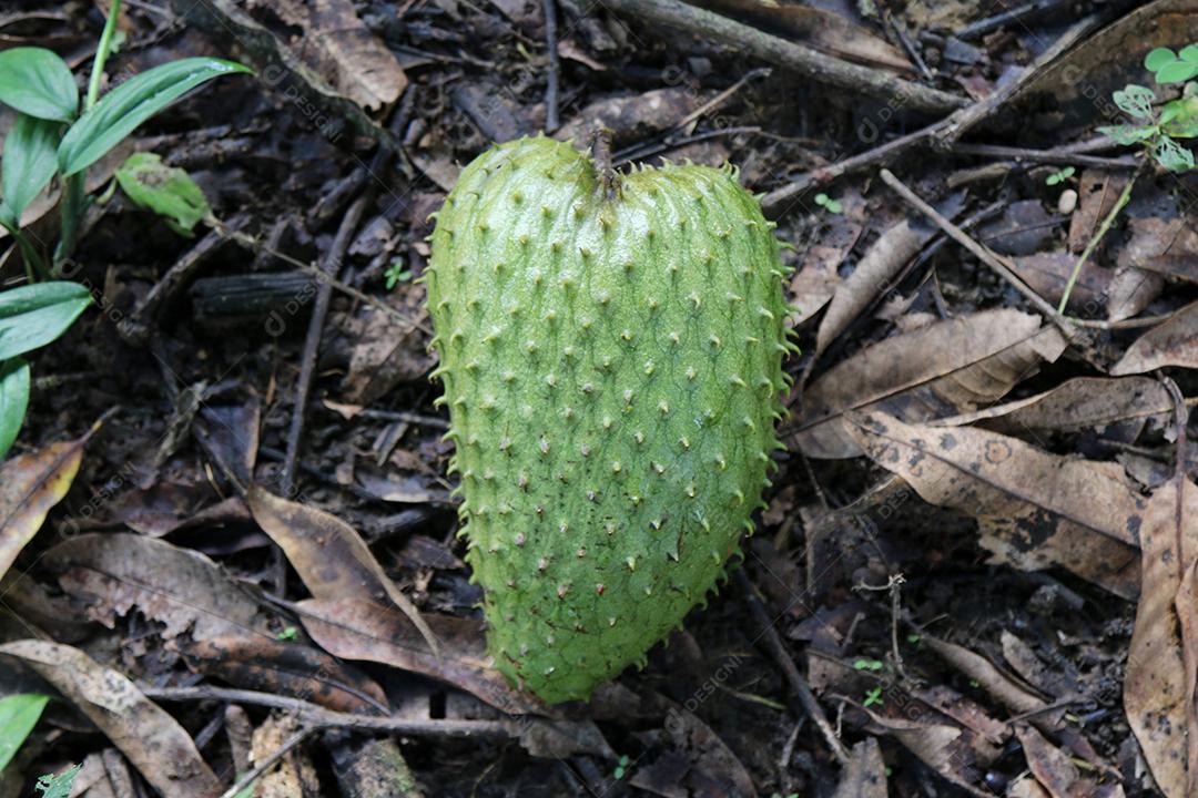 Frutas exóticas azedas maduras