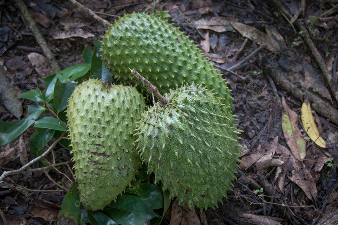 Azeda frutas exóticas no chão com folhas