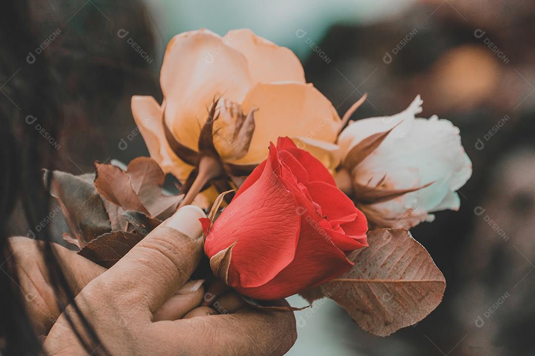 Mão segurando rosas coloridas